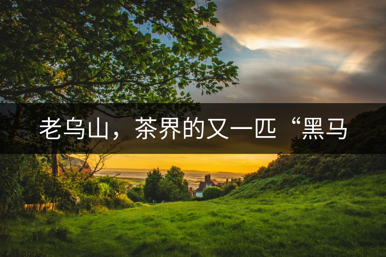 老烏山，茶界的又一匹“黑馬