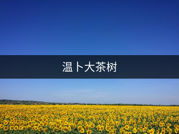 溫卜大茶樹(shù)