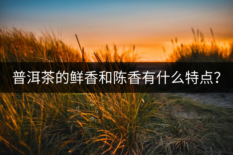 普洱茶的鮮香和陳香有什么特點(diǎn)？