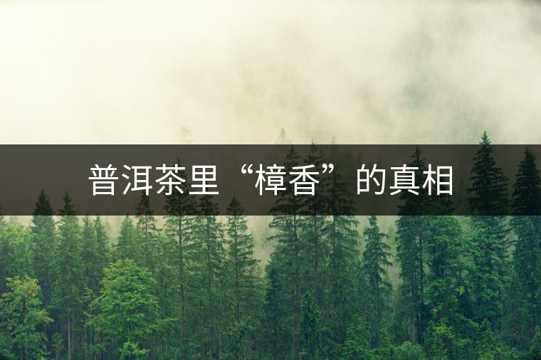 普洱茶里“樟香”的真相 普洱茶里“樟香”的真相