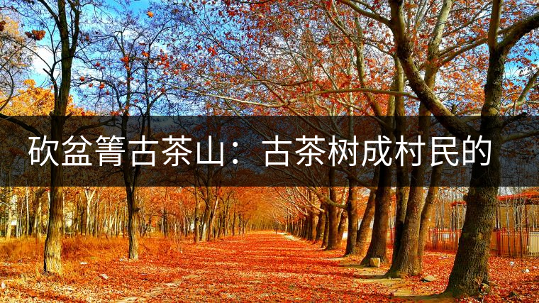 砍盆箐古茶山:古茶樹成村民的搖錢樹 砍盆箐古茶山:古茶樹成村民的搖錢樹