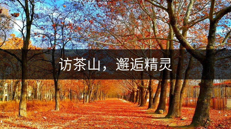 訪茶山，邂逅精靈