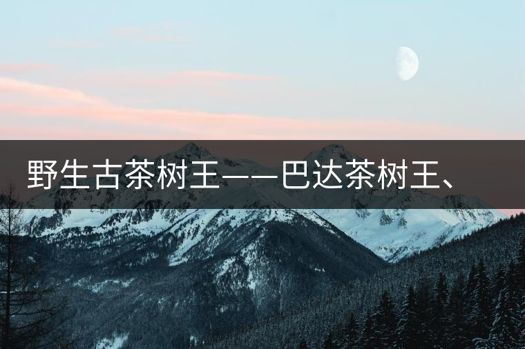 野生古茶樹王——巴達茶樹王、千家寨茶樹王及錦繡茶祖