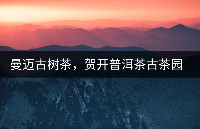 曼邁古樹茶，賀開普洱茶古茶園的華彩綻放