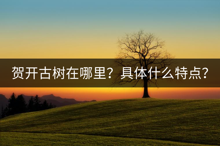 賀開古樹在哪里？具體什么特點(diǎn)？
