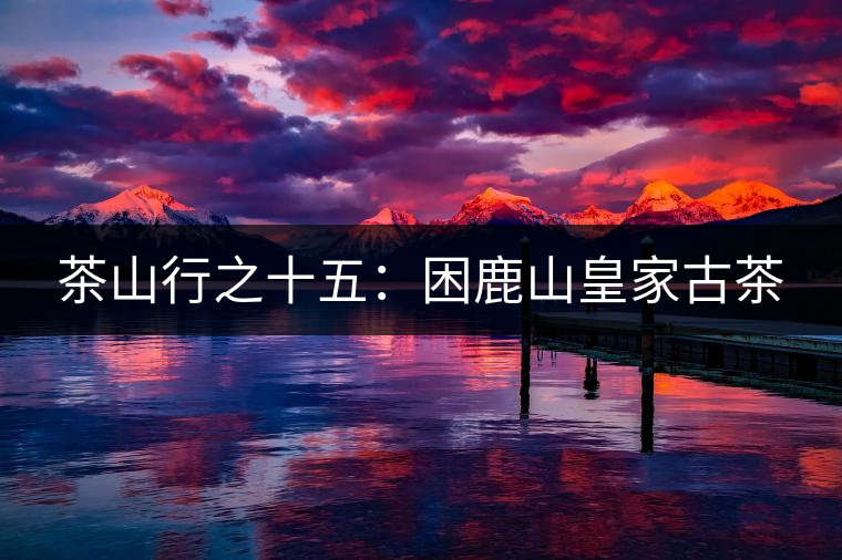 茶山行之十五:困鹿山皇家古茶 茶山行之十五:困鹿山皇家古茶