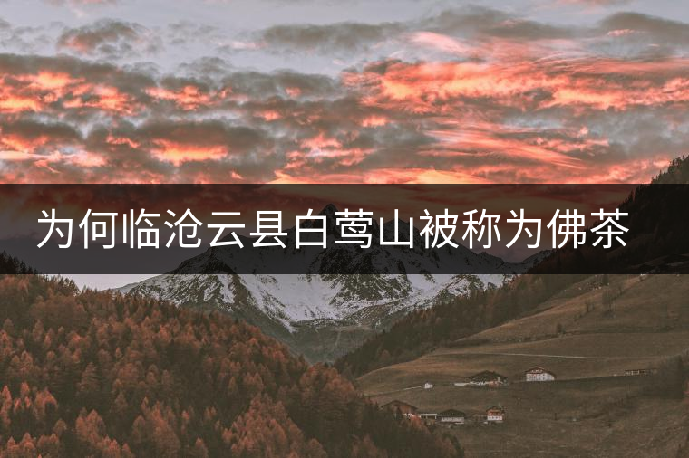 為何臨滄云縣白鶯山被稱為佛茶圣地？