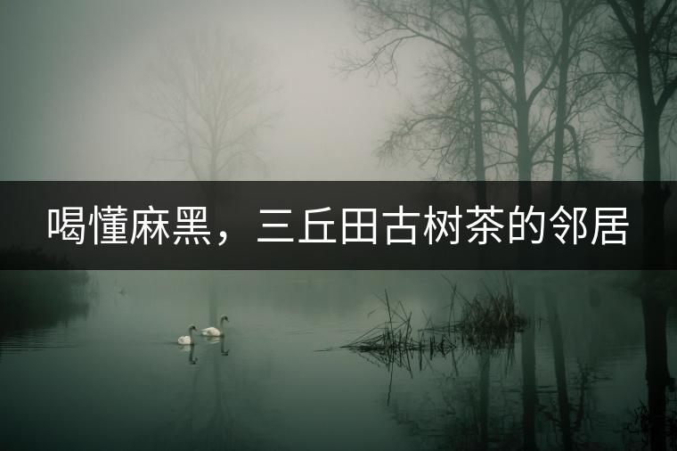 喝懂麻黑，三丘田古樹茶的鄰居