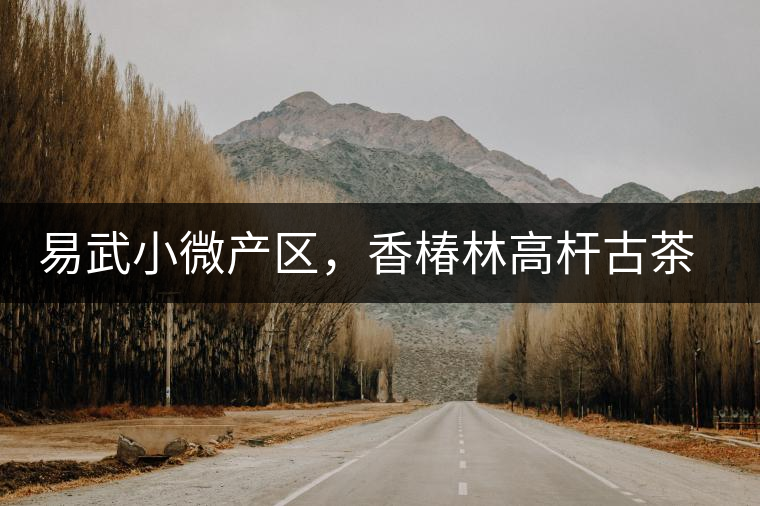 易武小微產(chǎn)區(qū)，香椿林高桿古茶園特點介紹