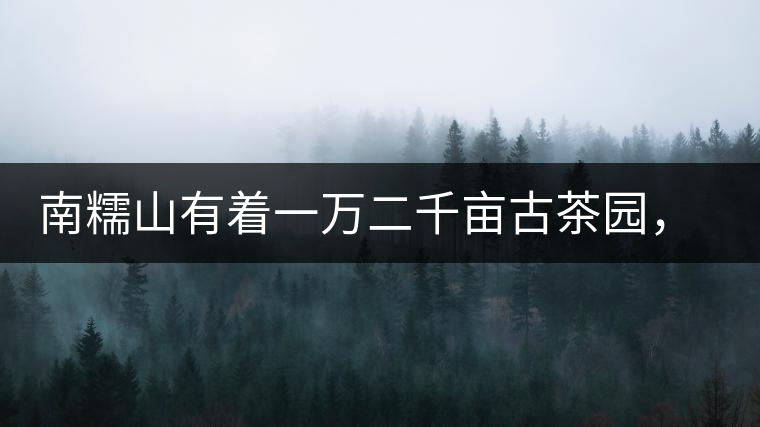 南糯山有著一萬二千畝古茶園，還有一棵枯死八百年樹齡的茶王樹