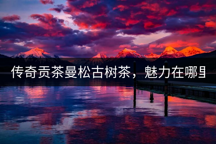 傳奇貢茶曼松古樹茶，魅力在哪里？