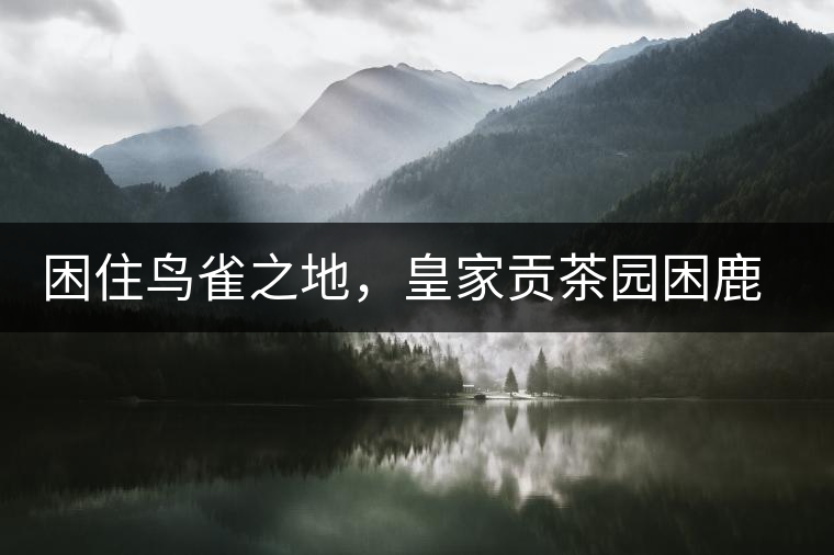 困住鳥雀之地，皇家貢茶園困鹿山古樹茶