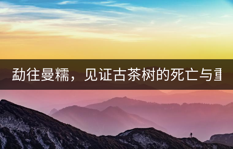勐往曼糯，見證古茶樹的死亡與重生（上）