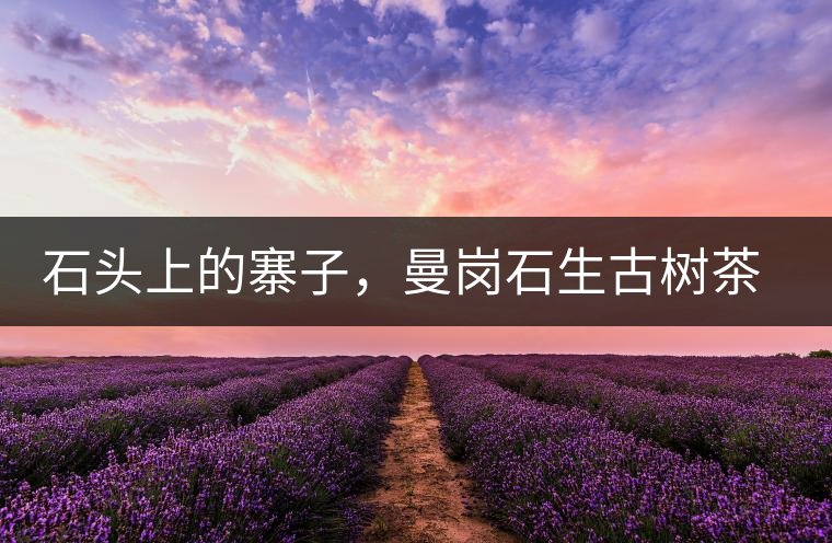 石頭上的寨子，曼崗石生古樹茶特點(diǎn)介紹