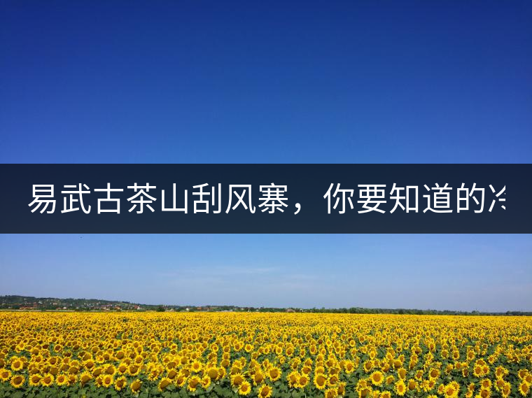 易武古茶山刮風寨，你要知道的冷知識！