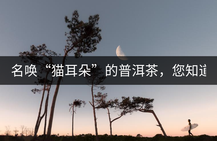 名喚“貓耳朵”的普洱茶，您知道嗎、