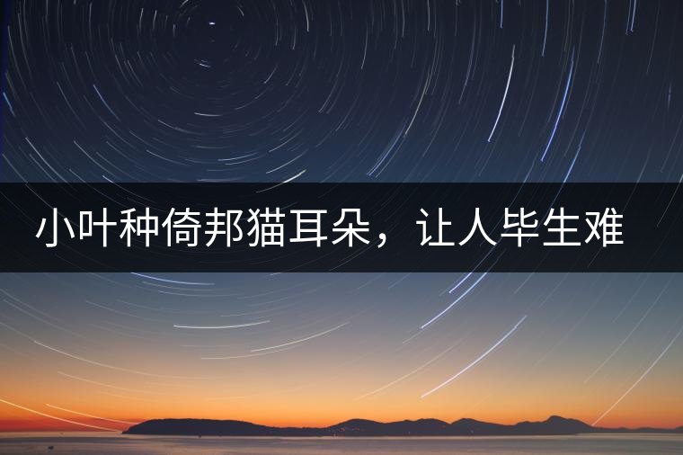 小葉種倚邦貓耳朵，讓人畢生難忘的茶香