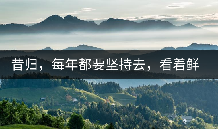 昔歸，每年都要堅(jiān)持去，看著鮮葉都是香甜的