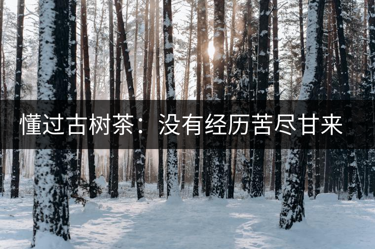 懂過古樹茶：沒有經(jīng)歷苦盡甘來的人，不足以談懂過