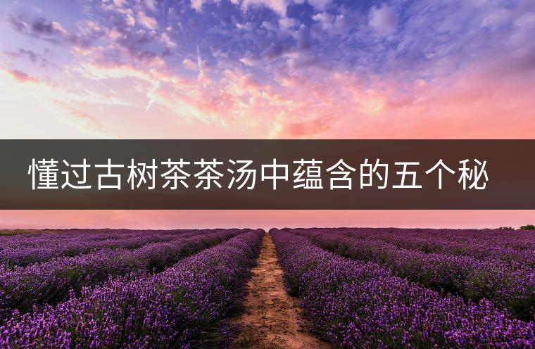 懂過古樹茶茶湯中蘊含的五個秘密