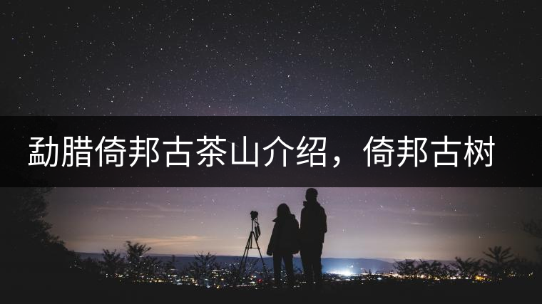 勐臘倚邦古茶山介紹，倚邦古樹茶口感特點