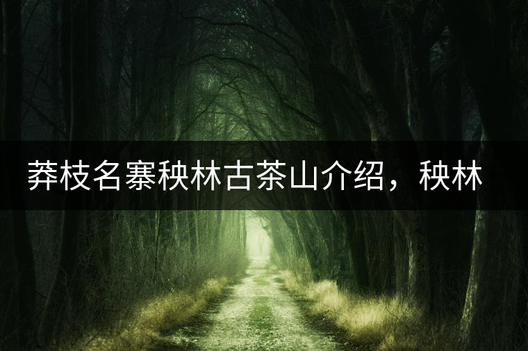 莽枝名寨秧林古茶山介紹，秧林古樹茶口感特點(diǎn)