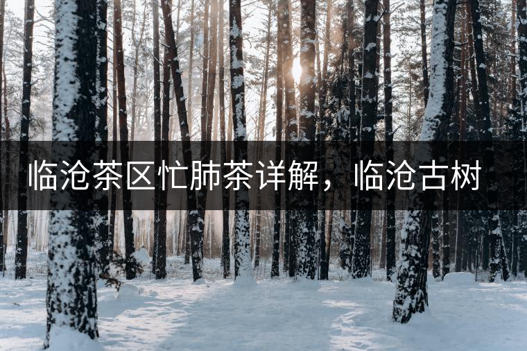 臨滄茶區(qū)忙肺茶詳解，臨滄古樹(shù)茶口感特點(diǎn)