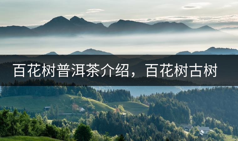 百花樹(shù)普洱茶介紹，百花樹(shù)古樹(shù)茶口感特點(diǎn)