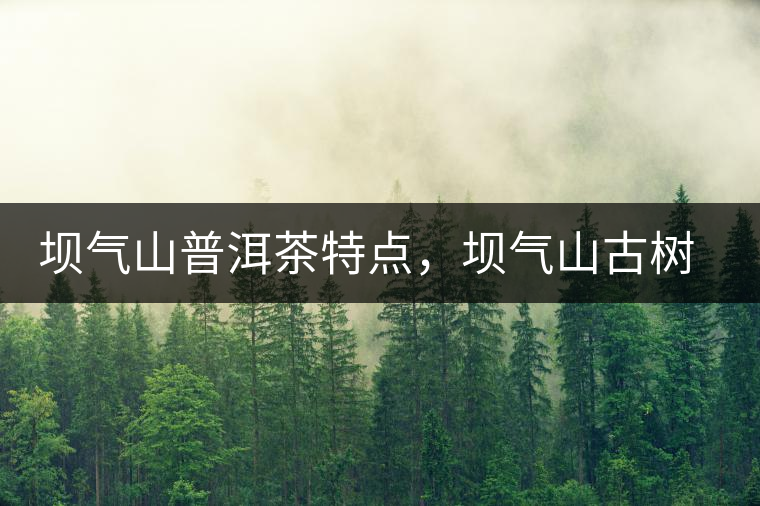 壩氣山普洱茶特點，壩氣山古樹茶介紹