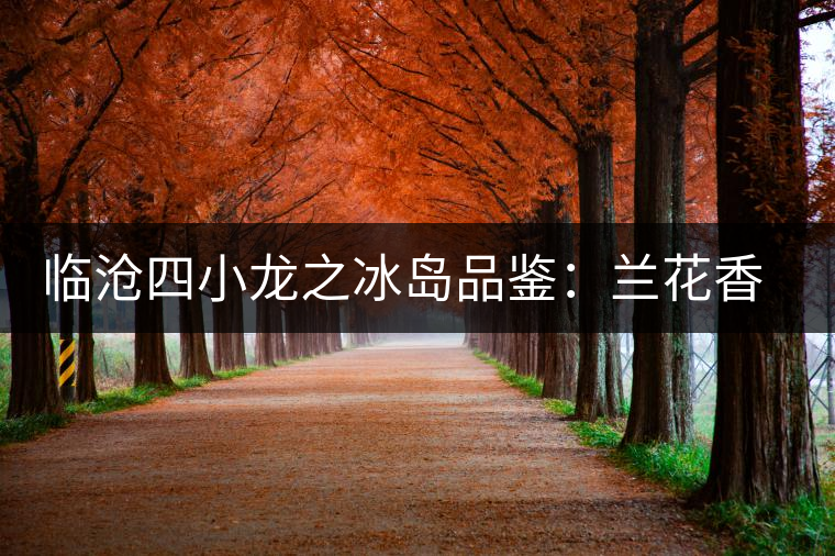 臨滄四小龍之冰島品鑒：蘭花香，冰糖甜