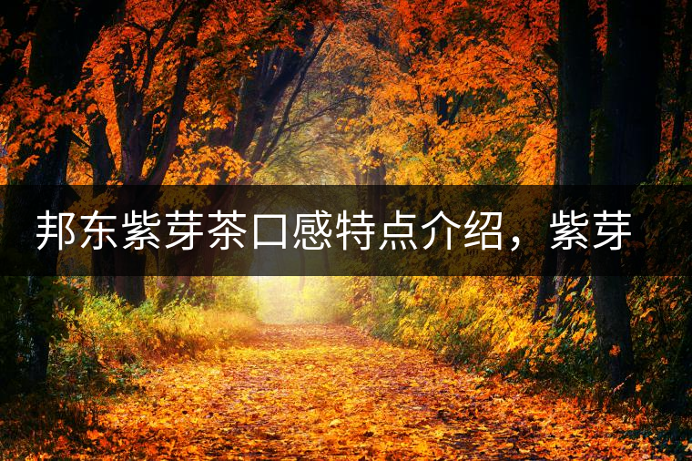 邦東紫芽茶口感特點(diǎn)介紹，紫芽與紫鵑區(qū)別