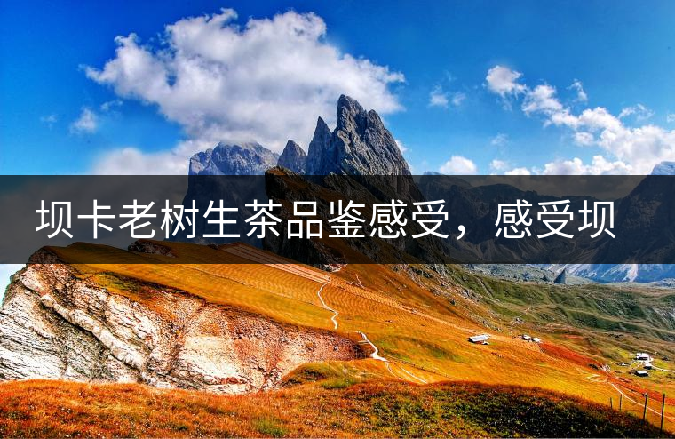 壩卡老樹(shù)生茶品鑒感受，感受壩卡茶的魅力