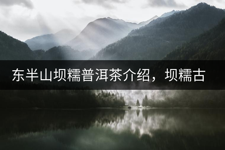 東半山壩糯普洱茶介紹，壩糯古樹茶口感特點