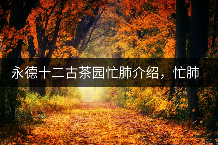 永德十二古茶園忙肺介紹，忙肺茶特點