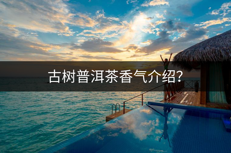 古樹普洱茶香氣介紹？