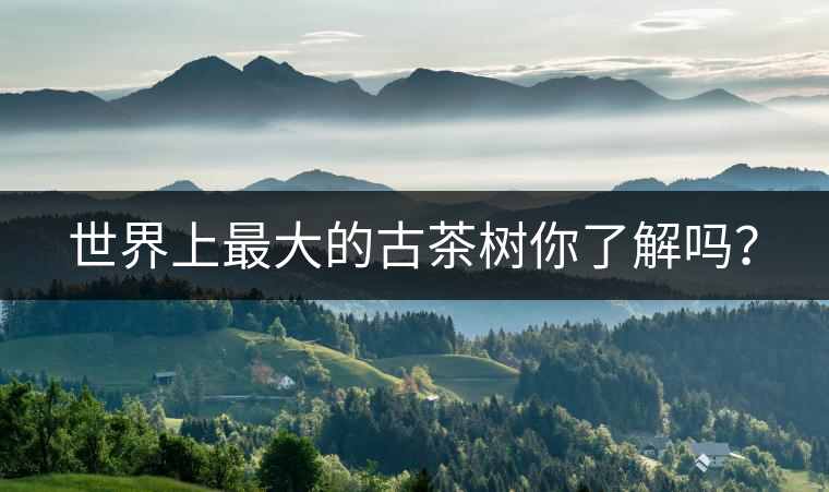 世界上最大的古茶樹(shù)你了解嗎？
