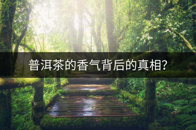 普洱茶的香氣背后的真相？
