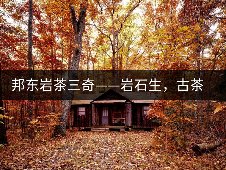 邦東巖茶三奇——巖石生，古茶韻，原野香
