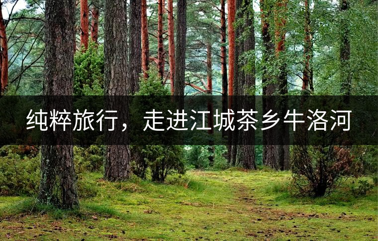 純粹旅行，走進(jìn)江城茶鄉(xiāng)牛洛河