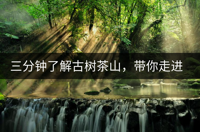 三分鐘了解古樹茶山，帶你走進易武大漆樹古樹茶