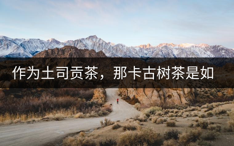 作為土司貢茶，那卡古樹茶是如何在眾多茶中脫穎而出的