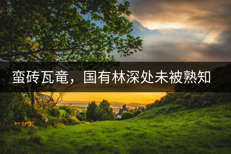 蠻磚瓦竜，國(guó)有林深處未被熟知的山頭