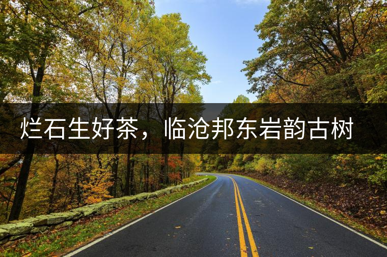 爛石生好茶，臨滄邦東巖韻古樹(shù)普洱茶