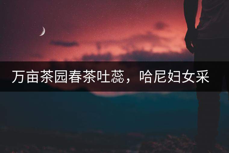 萬畝茶園春茶吐蕊，哈尼婦女采茶忙