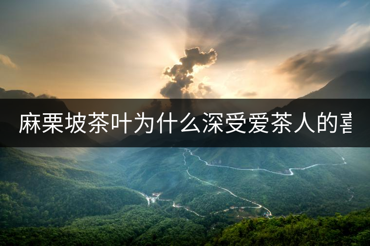 麻栗坡茶葉為什么深受愛茶人的喜愛？