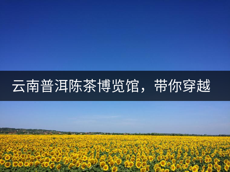 云南普洱陳茶博覽館，帶你穿越時(shí)光，品普洱老茶