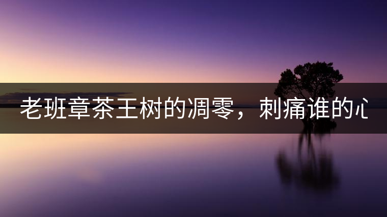 老班章茶王樹(shù)的凋零，刺痛誰(shuí)的心？