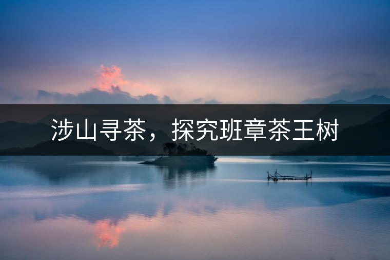 涉山尋茶，探究班章茶王樹