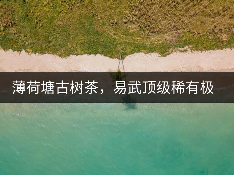 薄荷塘古樹茶，易武頂級稀有極品