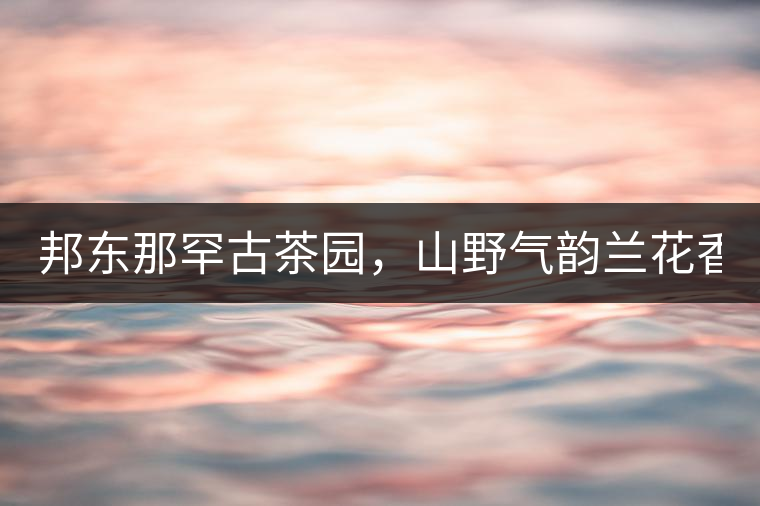 邦東那罕古茶園，山野氣韻蘭花香！